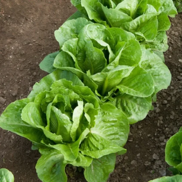 Urea Fertilizer Budget Pack