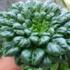 Leaf Fertilizer for Yellow Leaves