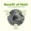 PlantFood Leaf Organic Fertiliser