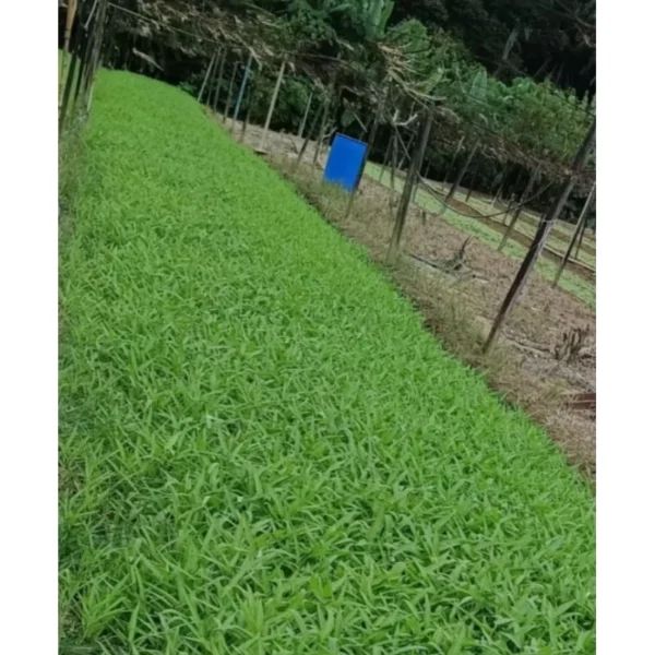 Organic Pellet Fertilizer