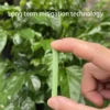 Plant Slow Release Nutrient Sticks 18pcs