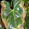Leaf Fertilizer for Yellow Leaves
