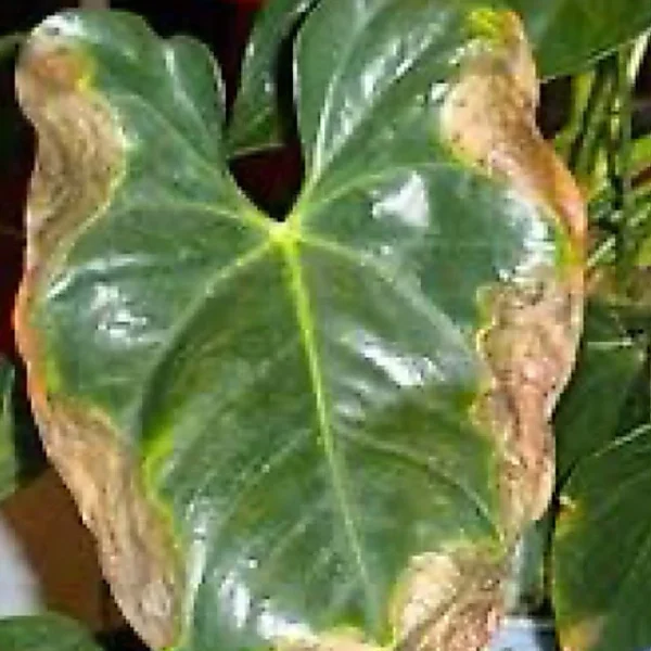 Leaf Fertilizer for Yellow Leaves